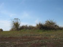 Thomas Corwin Anderson Biography