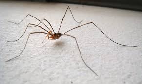 Tarantulas, black widows and other genuine spiders belong to a different order altogether. Daddy Long Legs Spider Harvestman Are Daddy Long Legs Poisonous Domyown Com