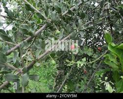 Image result for Erianthemum ngamicum