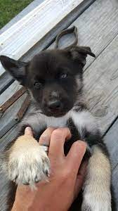My 8 Week Old Gerberian Shepsky Help Me Name Him R Aww Gerberian Shepsky Cute Animals Shepsky Puppy