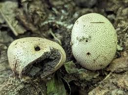 Image result for Scleria melanomphala