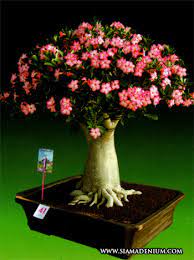 Bonggol bunga ini menyerupai umbi sehingga bunga adenium terlihat seperti tanaman bonsai.usul punya usul, bunga adenium termasuk dalam jenis famili apocynaceae yang mampu hidup di lingkungan kering seperti padang pasir.awalnya, tanaman ini hidup di padang pasir afrika selatan dan daerah timur tengah. Adenium Styles