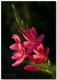 Image result for Hesperantha