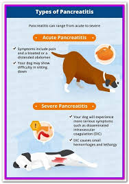 The nutritional quality of a dog's food directly affects every aspect of their life. Pin On Best Dog Food
