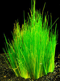 10 menit panduan menanam carpet seed aquascape cocok untuk pemulaподробнее. 7 Cara Menanam Hairgrass Serta Merawatnya Di Akuarium