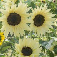 Buttercream F1 Sunflower Seed Johnny S Selected Seeds Flower Landscape Planting Sunflowers Types Of Sunflowers