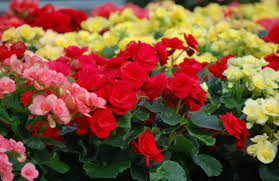 Bäume und blumen in not. Immer Wieder Eisbegonien Dauergrabpflege Bayern