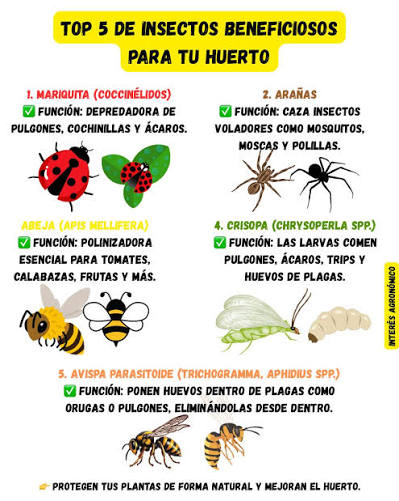 ? Top 5 Insectos Beneficiosos para tu Huerto ???️ En un huerto agroecológico, no todos los insectos son plagas. Algunos son verdaderos aliados que ayudan a mantener el equilibrio natural, controlar otras