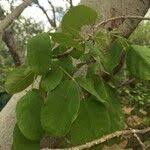 Image result for Markhamia zanzibarica