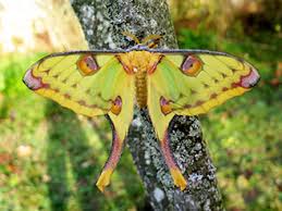 They are distinguished by long tails on their hindwings. Argema Mittrei