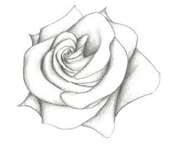 So, if you do not have enough time to design your own roses or are just plain lazy, go ahead and check out the wide range of these drawings online. Rose Drawing Drawn Rose Pencil For Kid Pencil And Inlor Drawn Jpg Cliparting Com