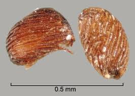 Image result for Striga aspera