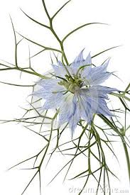 Pin On Nigella