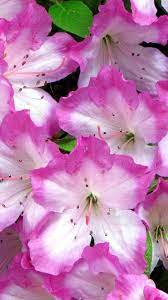 Download Wallpaper 1080x1920 Azaleas Flowering Soft Close Up Sony Xperia Z1 Zl Z Samsung Galaxy S4 Htc One Hd Back Azalea Flower Amazing Flowers Flowers