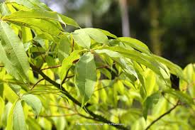 Image result for Sebaea pentandra