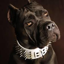 Few breeders can compete with castleguard cane corso in akc titling. Cane Corso Akasha Home Facebook