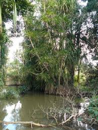 Image result for Sericanthe chimanimaniensis