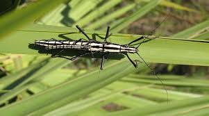 Image result for Strychnos matopensis