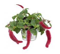 Image result for Acalypha volkensii