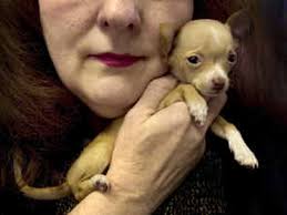 Always the first to defend the house and bark at anyone or anything that comes to the door. Tiny Chihuahua Pups Stolen In Spokane May Be In Danger The Spokesman Review