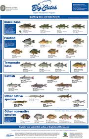 Trophy Catch Angler Recognition Programs Florida Go Fishing