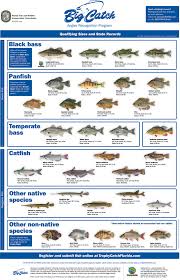 trophy catch angler recognition programs florida go fishing