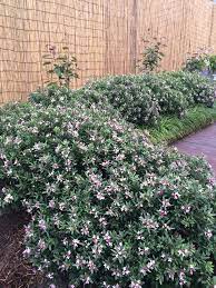 The first is a daphne hedge. Daphne Spring Pink Eternal Fragrance
