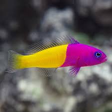 Sw Blue Eye Royal Dottyback