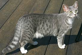 Animal Planet Cats 101 Egyptian Mau Tabby Cat Egyptian Mau Cat Breeds