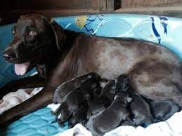 Click here to view lab dogs in oregon for adoption. Akc Registered Chocolate Lab Puppies For Sale In Oregon City Oregon Classified Americanlisted Com