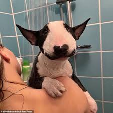 The teacup fox terrier has a calmer personality than the standard variation of the breed, especially when it comes to teacup dog breeds. Pup Becomes A Viral Sensation Thanks To Her Facial Hair That Makes It Look Like She Has A Mustache Daily Mail Online