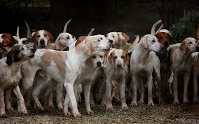 Dalam dunia mimpi, banyak orang pernah memiliki mimpi tentang anjing. Seram Ini Arti Sebenarnya Mimpi Digigit Anjing Hitam