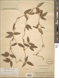 Image result for Teramnus uncinatus