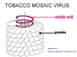 Gueckedou, donde se confirmó la enfermedad, es también la misma región donde se detectaron inicialmente los casos del brote de ébola de 2021 en. Virologia Basica Definiciones Clasificacion Morfologia Y Quimica