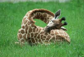 How Giraffes Sleep Animal Captions Animals Beautiful Giraffe