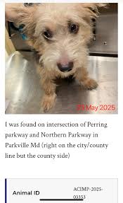 Found dog in Baltimore County area