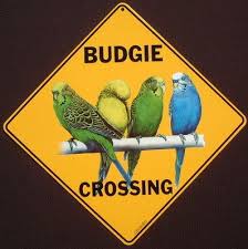 Budgie Crossing Sign Decor Birds Art Picture Parakeets Home Budgies Parakeet Bird Pictures