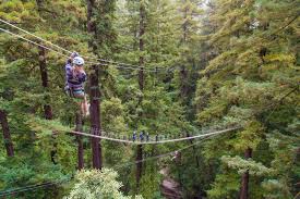Papertrail Q&A with Mt. Hermon Adventures | Aerial Adventure Tech