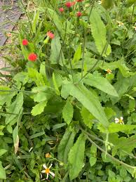 Image result for Emilia tessmannii