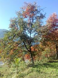 More japanese words for fruit tree. File Japanese Fruit Tree 03 Jpg Wikimedia Commons