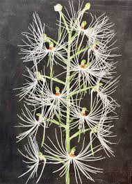 Image result for Habenaria disparilis