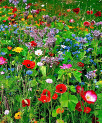 33 Best Garden Design Ideas For More Garden Design Ideas Wild Flower Meadow Wildflower Garden Flower Seeds