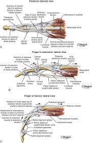 Left posterior tibialis tendon lengthening. Extensor And Flexor Tendon Injuries In The Hand Wrist And Foot Veterian Key
