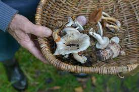 Nous favorisons l'échange avec les vacanciers et le partage d'expériences pour que vous passiez vos meilleures vacances dans le massif des vosges ! Lorraine Ils Cueillent 400 Kilos De Champignons En Foret Et Se Font Poursuivre En Justice Lorraine Actu