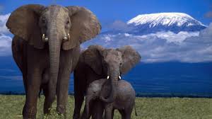Image result for elephants photos download