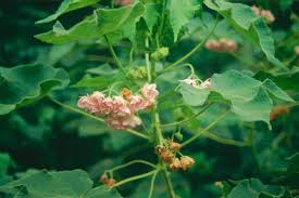 Image result for Dombeya burgessiae