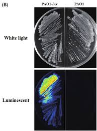 A quantitative method to assess bacterial adhesion using recombinant  bioluminescent Pseudomonas aeruginosa Biophysics Reports