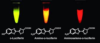 We did not find results for: A Selenium Analogue Of Firefly D Luciferin With Red Shifted Bioluminescence Emission Conley 2012 Angewandte Chemie Wiley Online Library