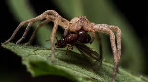 Image result for wolf spider bite skin
