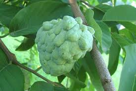 Image result for Annona squamosa
